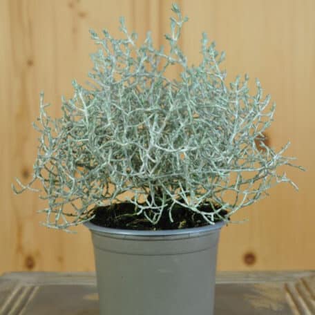 Silberkopf - Calocephalus brownii - 6 Stück