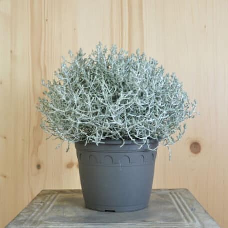 Tête d'argent - Calocephalus brownii Silver - 2 pièces