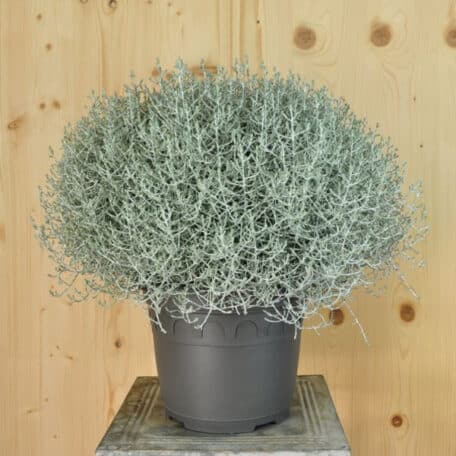 Der silberne Winterschmuck, Silberkopf