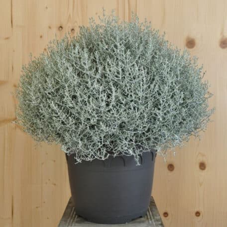 Der silberne Winterschmuck, Silberkopf