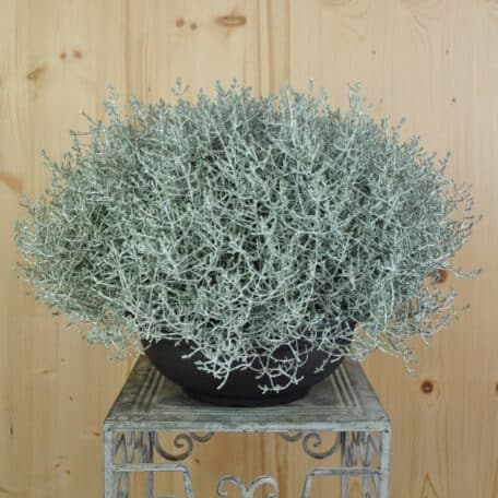 Der silberne Winterschmuck, Silberkopf