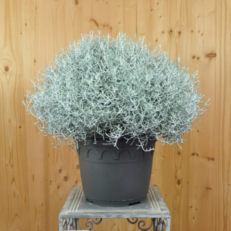 Tête d'argent - Calocephalus brownii