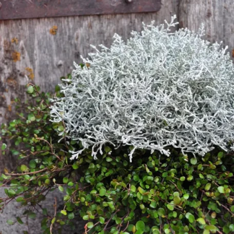 Tête d'argent avec Mühlenbeckia - Calo avec Mühlenbeckia