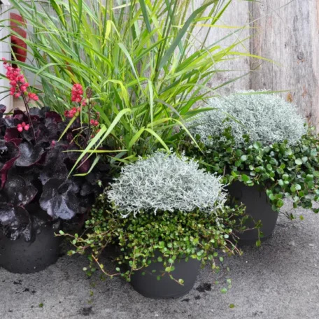 Tête d'argent avec Mühlenbeckia - Calo avec Mühlenbeckia