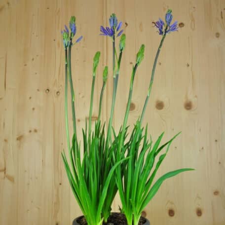 Lis des prairies - Camassia leichtlinii