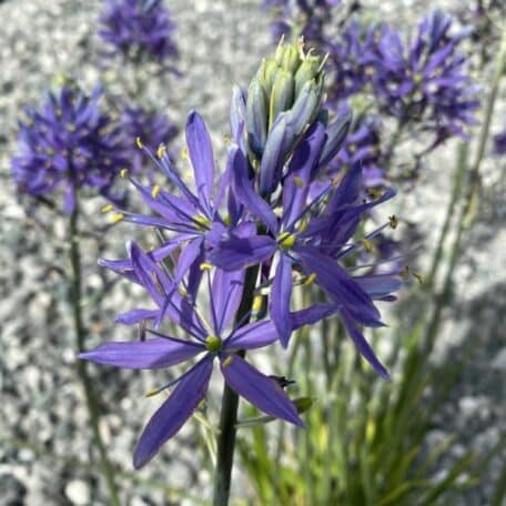 Lis des prairies - Camassia leichtlinii