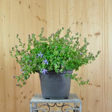 Hängepolster-Glockenblume - Campanula poscharskyana