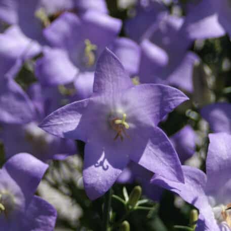 Pyramidenglockenblumen - Campanula pyramidalis