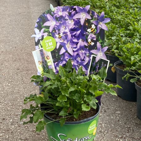 Pyramidenglockenblumen - Campanula pyramidalis