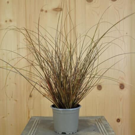 Braune Segge - 6 Stück