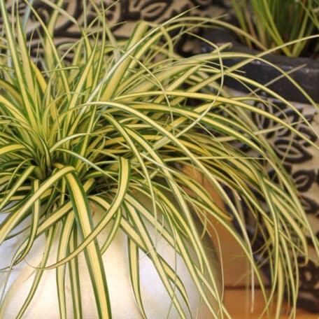 Goldsegge - Carex hachijoensis - 4 Stück