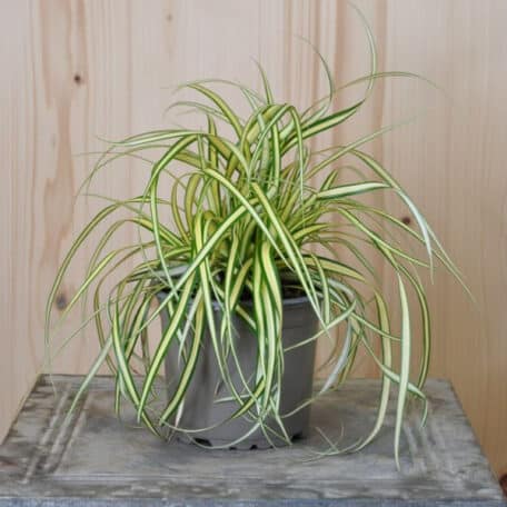 Goldsegge - Carex hachijoensis - 4 Stück