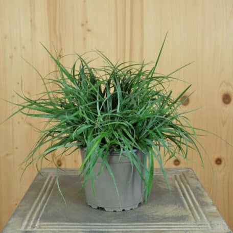Laîche à millet bleutée - Carex panicea Bluish Green - 6 pièces