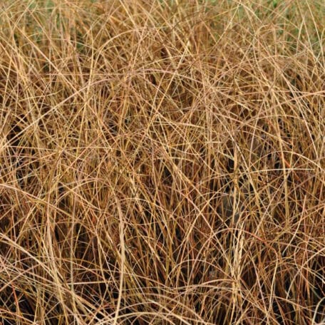 Laiche brune - Carex comans - 4 pièces