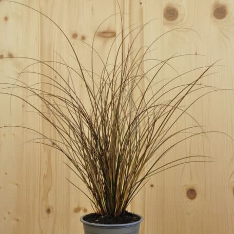 Laiche brune - Carex comans - 4 pièces