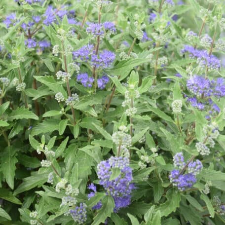 Bartblume - Caryopteris x clando.