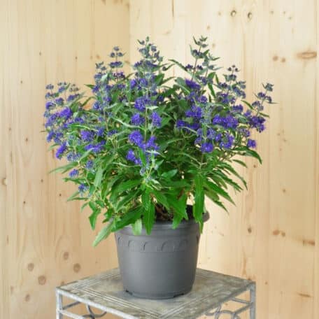 Bartblume - Caryopteris x clando.