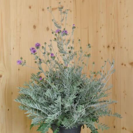 Flockenblume - Centaurea