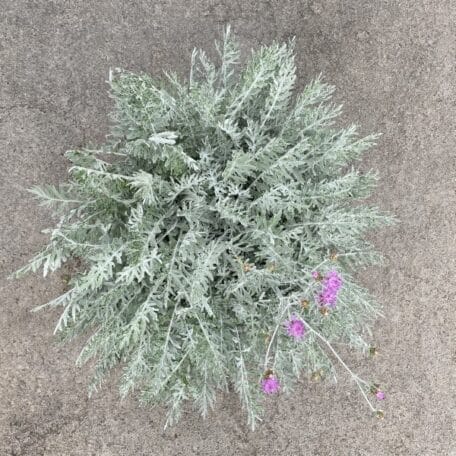 Flockenblume - Centaurea im Korb 3