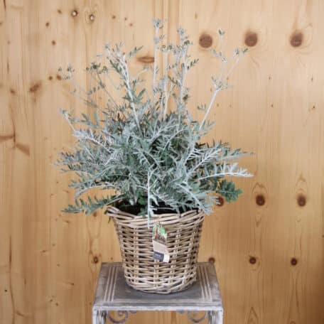 Flockenblume - Centaurea im Korb 6