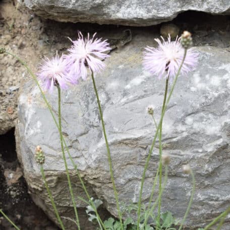 Kissen-Flockenblume - Centaurea simplicicaulis - 3 Stück
