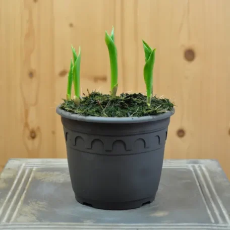 Maiglöckchen - Convallaria majalis