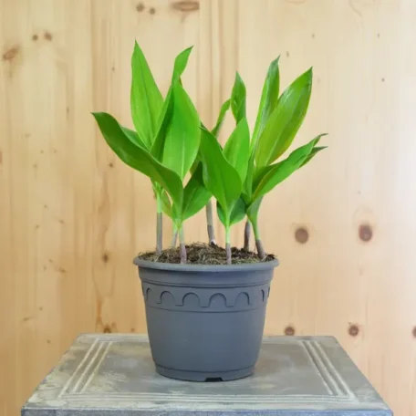 Maiglöckchen - Convallaria majalis