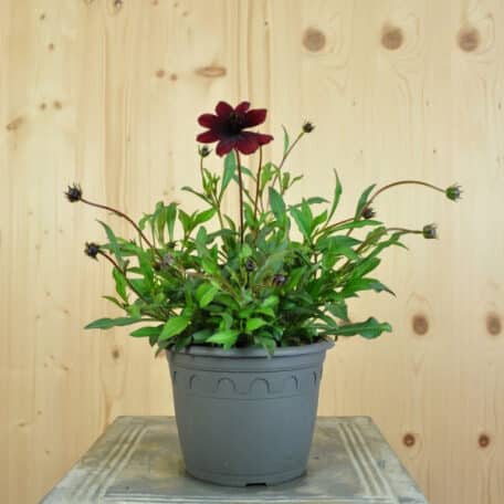 Schokoladenkosmee - Cosmos atrosanguineum - 2 Stück