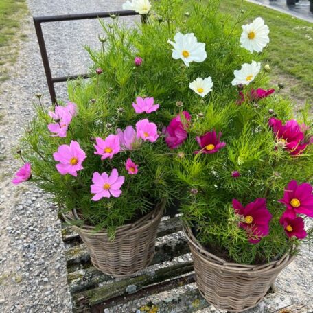 Kosmee - Cosmos bipinnatus - 2 Stück
