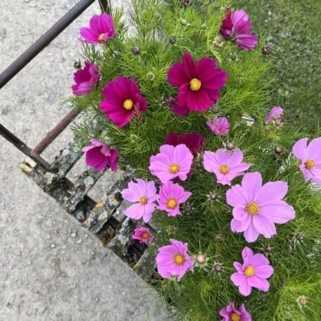 Kosmee - Cosmos bipinnatus - 2 Stück
