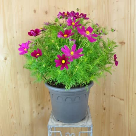 Kosmee - Cosmos bipinnatus