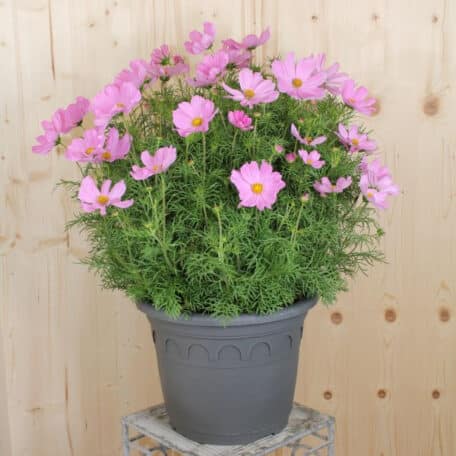 Kosmee - Cosmos bipinnatus