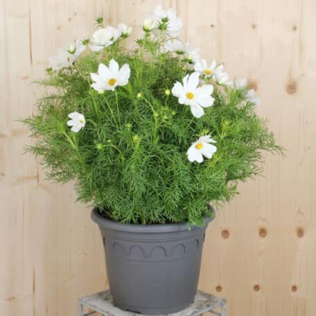 Kosmee - Cosmos bipinnatus