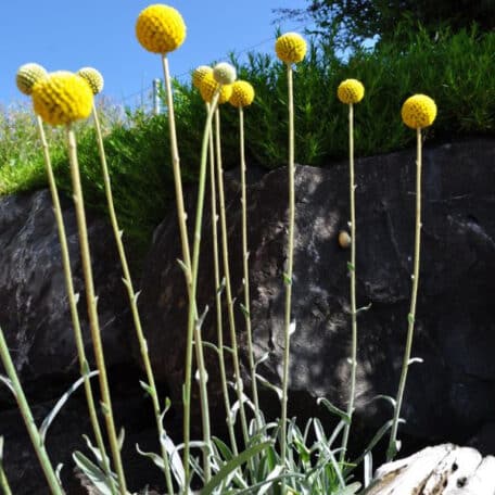 Trommelschlägel - Craspedia globosa - 2 Stück