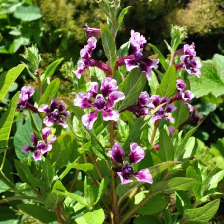 Köcherblume - Cuphea Ilavea - 2 Stück