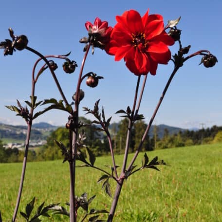 Dahlie - Dahlia Hybrida