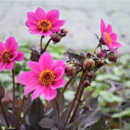 Dahlie - Dahlia Hybrida
