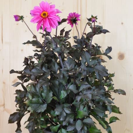 Dahlie - Dahlia Hybrida