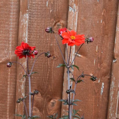 Dahlie - Dahlia Hybrida