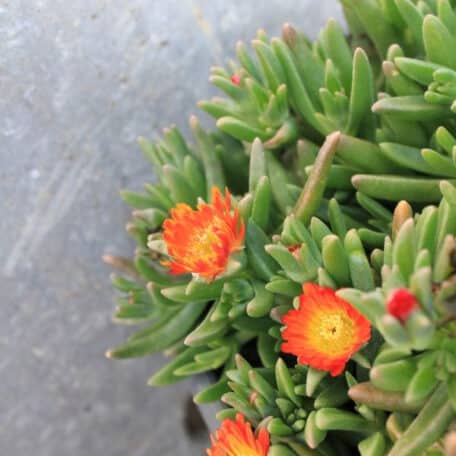 Mittagsblume - Delosperma cooperi - 2 Stück