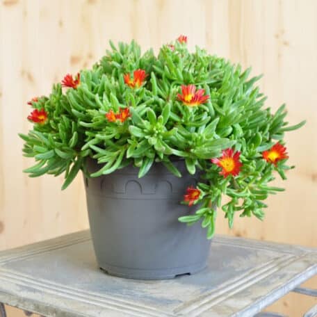 Mittagsblume - Delosperma cooperi - 2 Stück