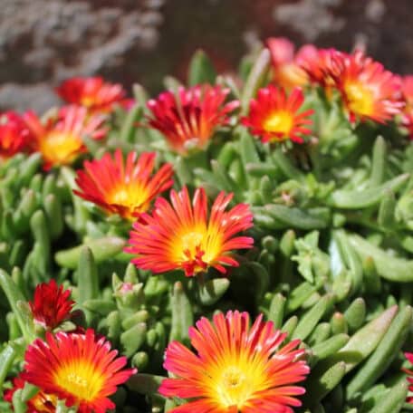 Mittagsblume - Delosperma cooperi - 2 Stück