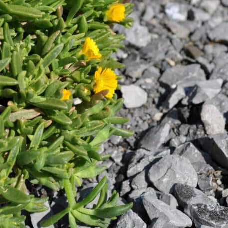 Mittagsblume - Delosperma cooperi - 2 Stück