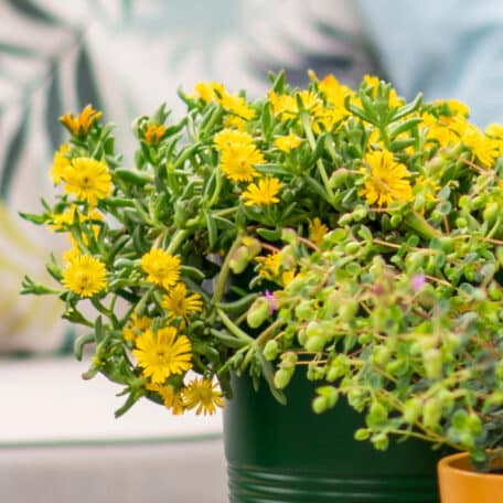 Mittagsblume - Delosperma cooperi - 2 Stück