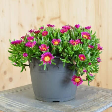 Mittagsblume - Delosperma cooperi - 2 Stück