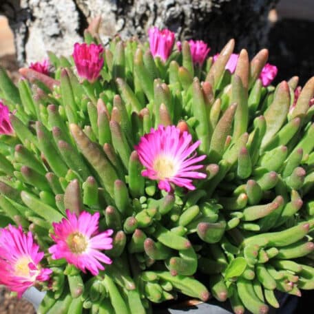 Mittagsblume - Delosperma cooperi - 2 Stück