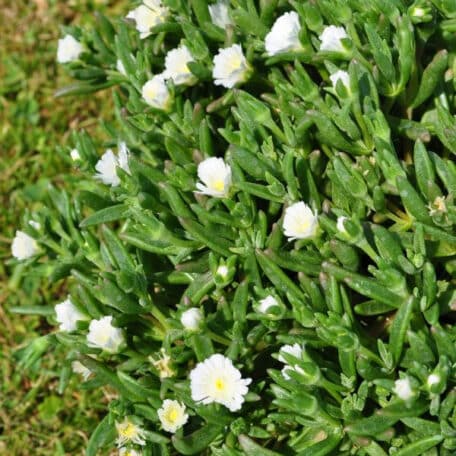 Mittagsblume - Delosperma cooperi - 2 Stück