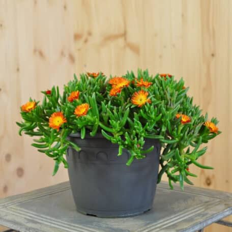 Mittagsblume - Delosperma cooperi - 2 Stück