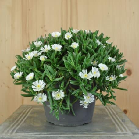 Mittagsblume - Delosperma cooperi - 2 Stück