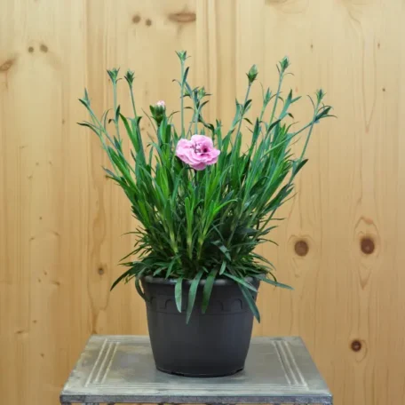 Nelke - Dianthus Hybrida